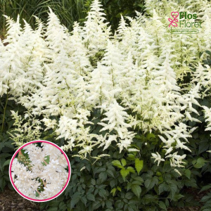Ārendsa astilbe - Astary White