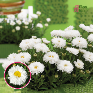 Lielziedu pīpene - oh La™ Laspider