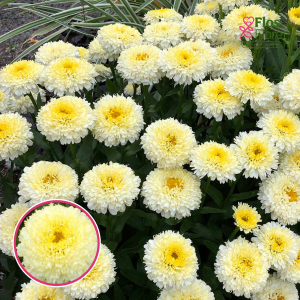 Lielziedu pīpene - Luna