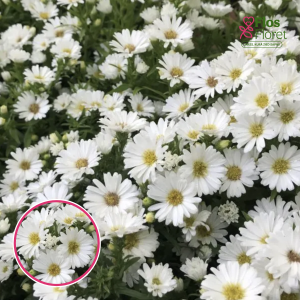 Spivenveida ziemastere - Albit