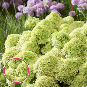 Skarainā Hortenzija - Living Little Apple 