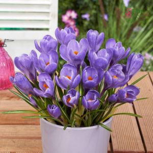 Krokuss - Grand maitre large flowering