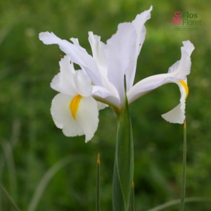 Holandes īriss - White magic
