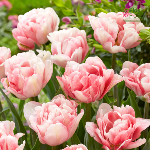 Tulpe - FOXTROT