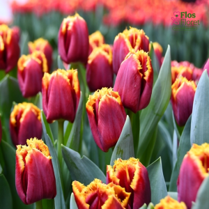 Tulpe - MERCURE