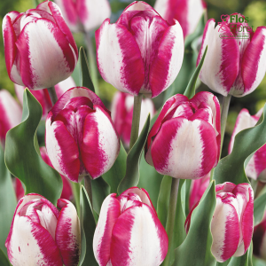 Tulpe - Hotpants