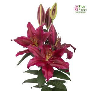 85A. - Lilija - OR JACKSONVILLE