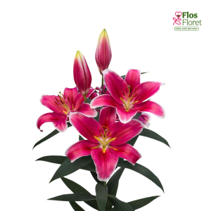 86A. - Lilija - OR JOOP