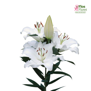 88A. - Lilija - OR PACIFIC OCEAN