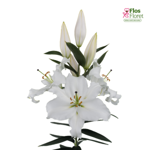 93A. - Lilija - OR WHITE PASSION