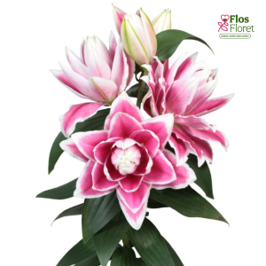 94A. - Lilija - OR ALANNO (PODU)