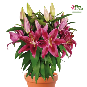 95A. - Lilija - OR RED RADIANCE (PODU)