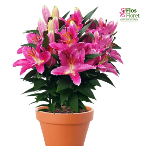 96A. - Lilija - OR REELEEZE (PODU)