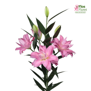 97A. - Lilija - OR ACCOLADE