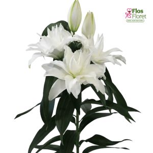 100A. - Lilija - OR CROSSROADS