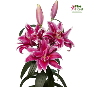 101A. - Lilija - OR FABIENNE