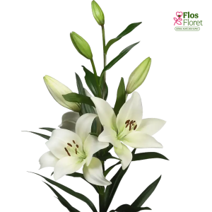 106A. - Lilija - AZ RICHMOND