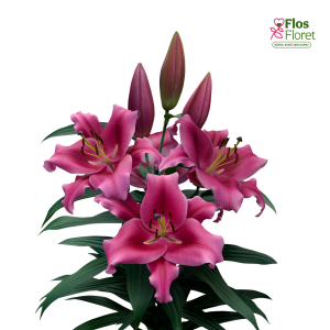 110A. - Lilija - OT DALIAN