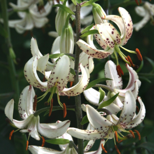 124A. - Lilija - MARTAGONLILIJA - Albi Morning