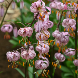 129A. - Lilija - MARTAGONLILIJA - Purple Morning