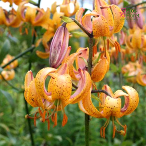 131A. - Lilija - MARTAGONLILIJA - Terrace City