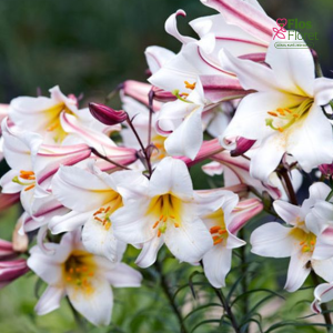 133A. - Lilija Regale