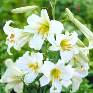 134A. - Lilija Regale Album