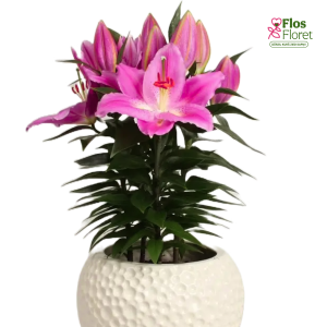 136A. - Lilija OR (podu) Sunny Camino