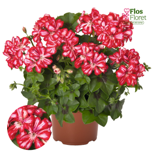 D70. Vairogveida pelargonija - Atlantic Red Star
