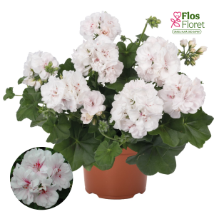 D71. Vairogveida pelargonija - Atlantic White