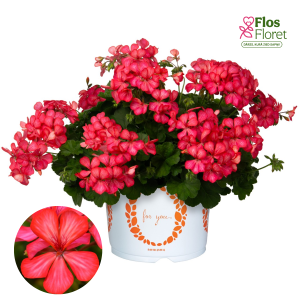 D74. Vairogveida pelargonija - Grand Idols Glory Days Pink Bicolor