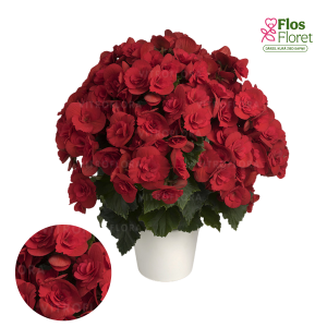 C57. Begonija, solēnija - Barkos-Collection Barkos