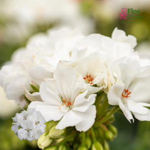 E99. Joslu pelargonija - MOONLIGHT Sailing