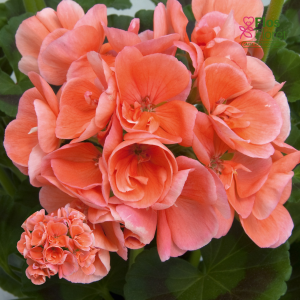 E100. Joslu pelargonija - Sunrise Eroica