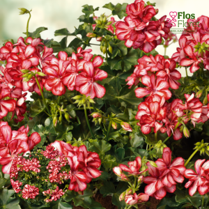 D97. Vairogveida pelargonija - Mexicans Red