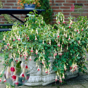 G62. Hibrīdā fuksija - Wassernimphe (Water Nymph) (pārkarena/stāva)