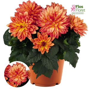 K29. Dārza dālija - Tabasco XXL