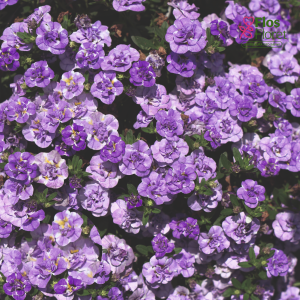 H39. Kalibrahoja - Calita Double Blue Splash