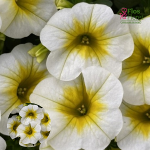 H58. Kalibrahoja - Fresh & Fruity Summer Fresh