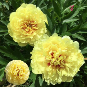 Peonija - Sonoma Yedo (ITOH)