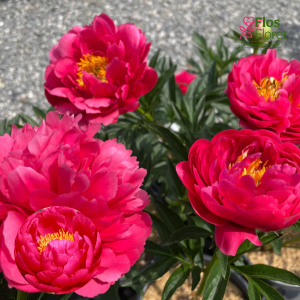 Peonija - Raspberry Charm