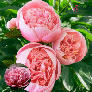 Peonija - Etched Salmon 3/5