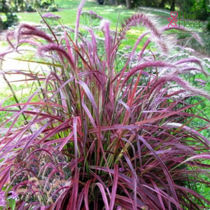 O31. Sarzāle - Fireworks