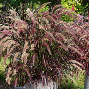 O32. Sarzāle - Rubrum