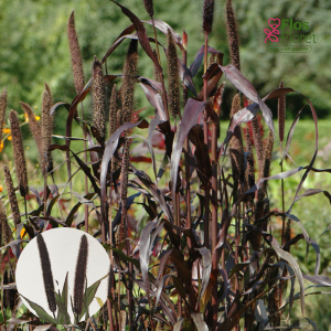 O33. Zilganzaļā sarzāle - Purple Baron