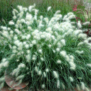 O34. Matainā sarzāle - Nemira