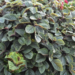 O35. Krūmveida plektrants - Nikki