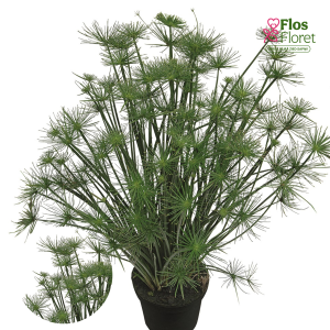 O37. Pamīšlapu dižmeldrs - Cleopatra