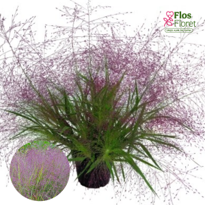 O38. Izskatīga eragroste - Purple Love Grass