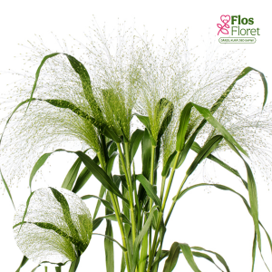 O39. Rīkšu sārene - Fontane